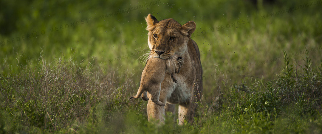 Maasai Mara Adventure